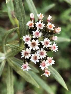 Image of Chionolaena salicifolia (Bertol.) G. L. Nesom