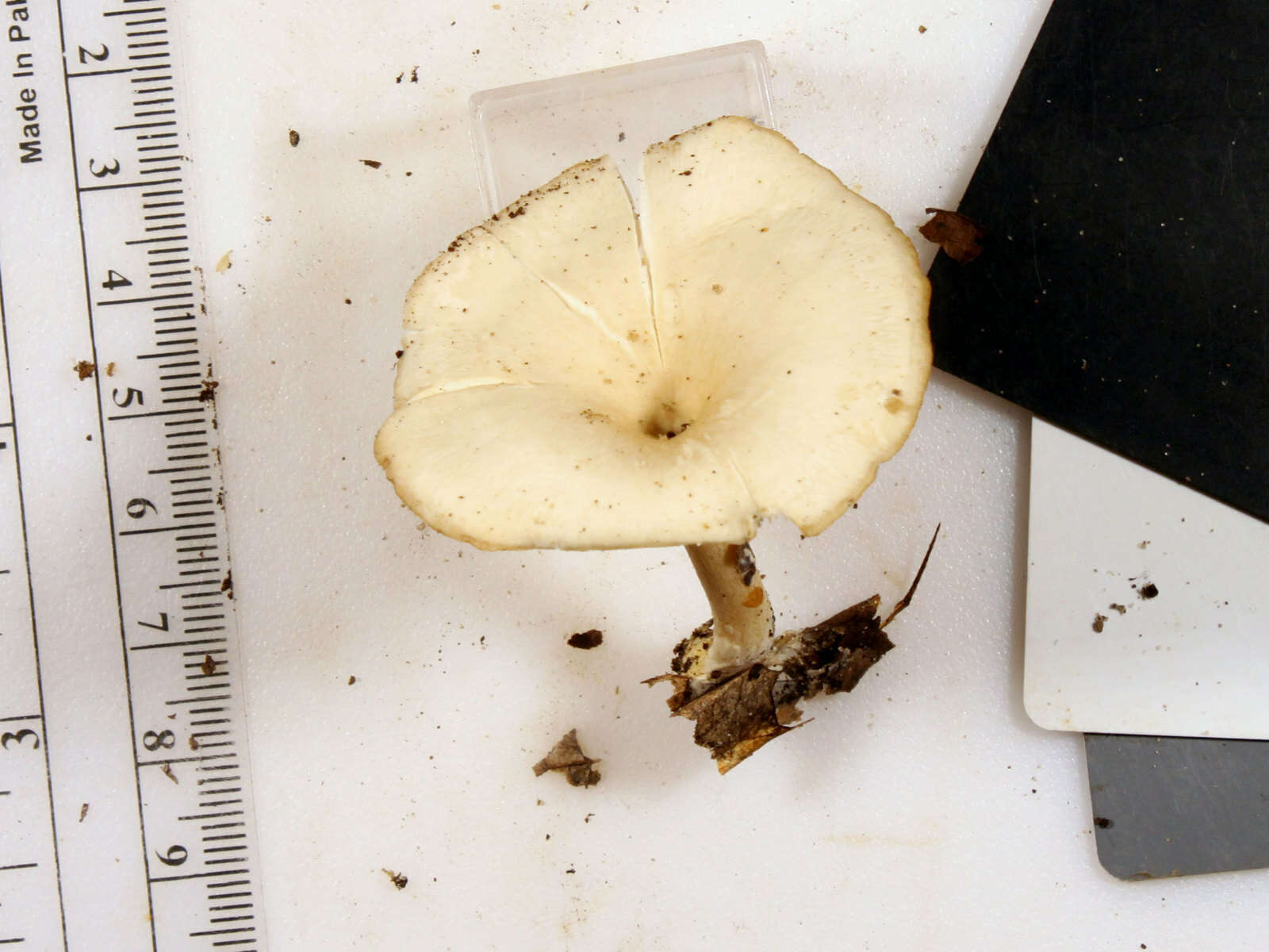 Image of Singerocybe adirondackensis (Peck) Zhu L. Yang & J. Qin 2014