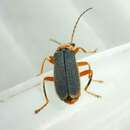 Image of Cantharis lateralis Linnaeus 1758