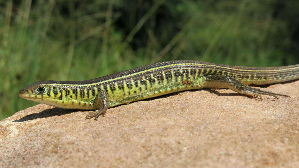 Image of Yellow-throated Plated Lizard