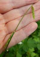 Image of Nodding False Semaphore Grass