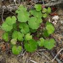 Cineraria geifolia (L.) L. resmi