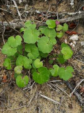 Plancia ëd Cineraria geifolia (L.) L.