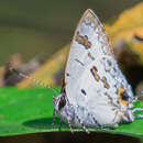 Image of Hypolycaena othona