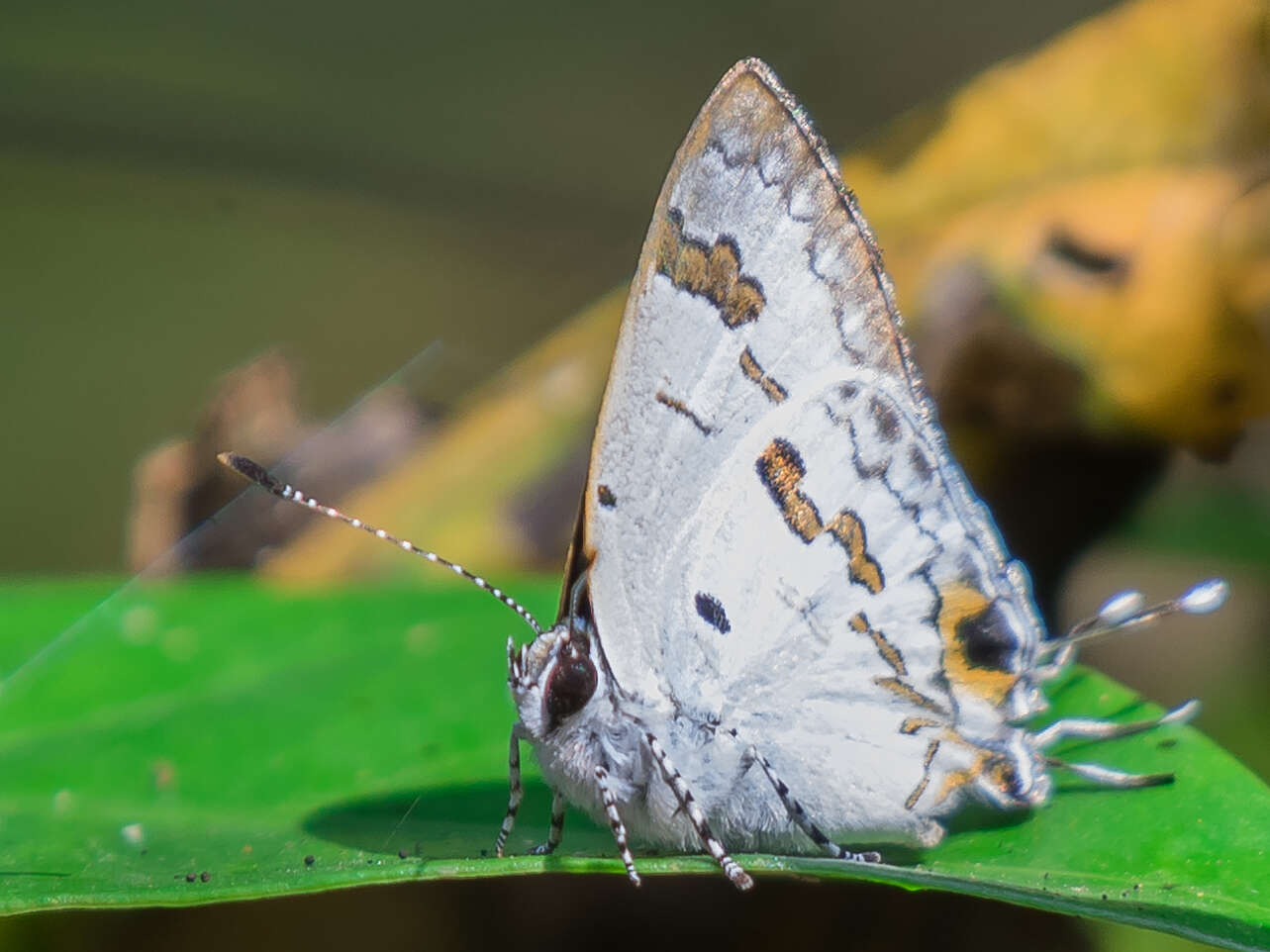 Image of Hypolycaena othona