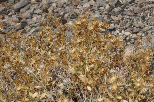 Image de Hazardia brickellioides (Blake) W. D. Clark