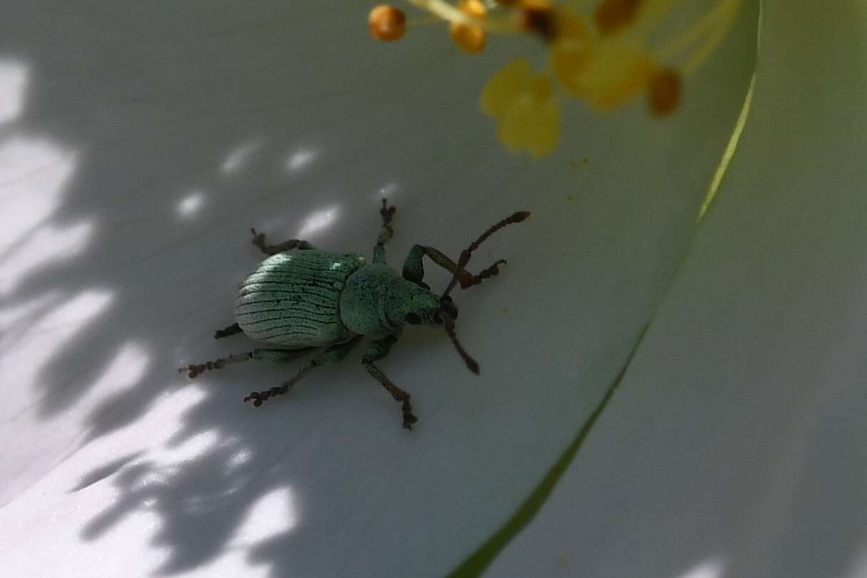 Imagem de Phyllobius (Parnemoicus) roboretanus Gredler 1882