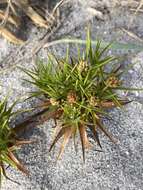 Cyperus pedunculatus (R. Br.) J. Kern的圖片