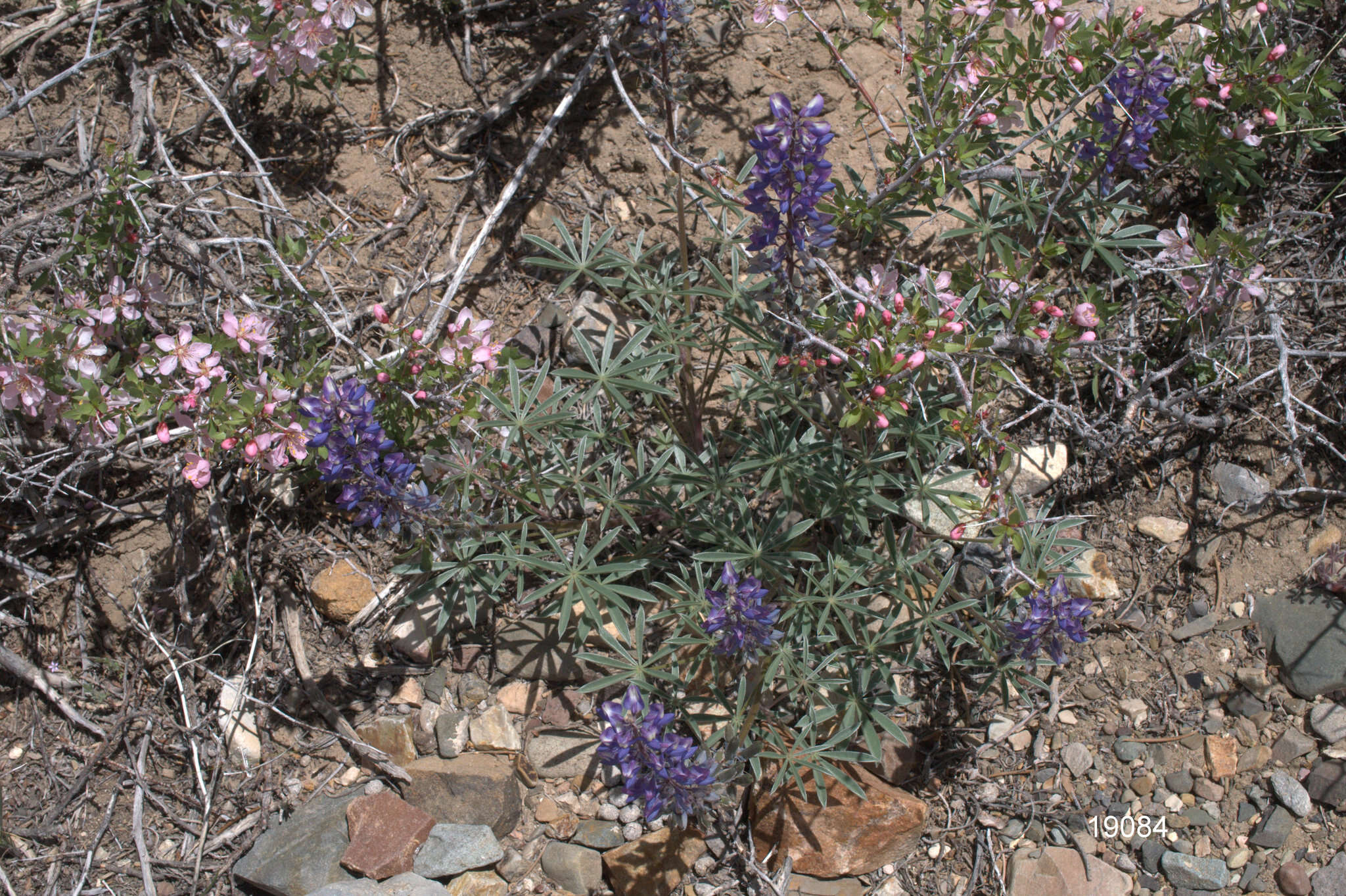 Sivun Lupinus nevadensis A. Heller kuva