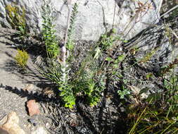 Plancia ëd Senecio pauciflosculosus C. Jeffrey