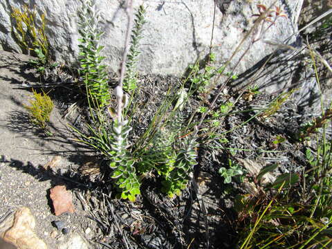 Image of Senecio pauciflosculosus C. Jeffrey