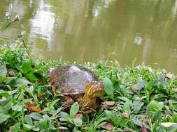 Image of Trachemys callirostris callirostris (Gray 1855)