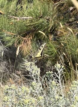 Image of Papilio machaon oregonia W. H. Edwards 1876