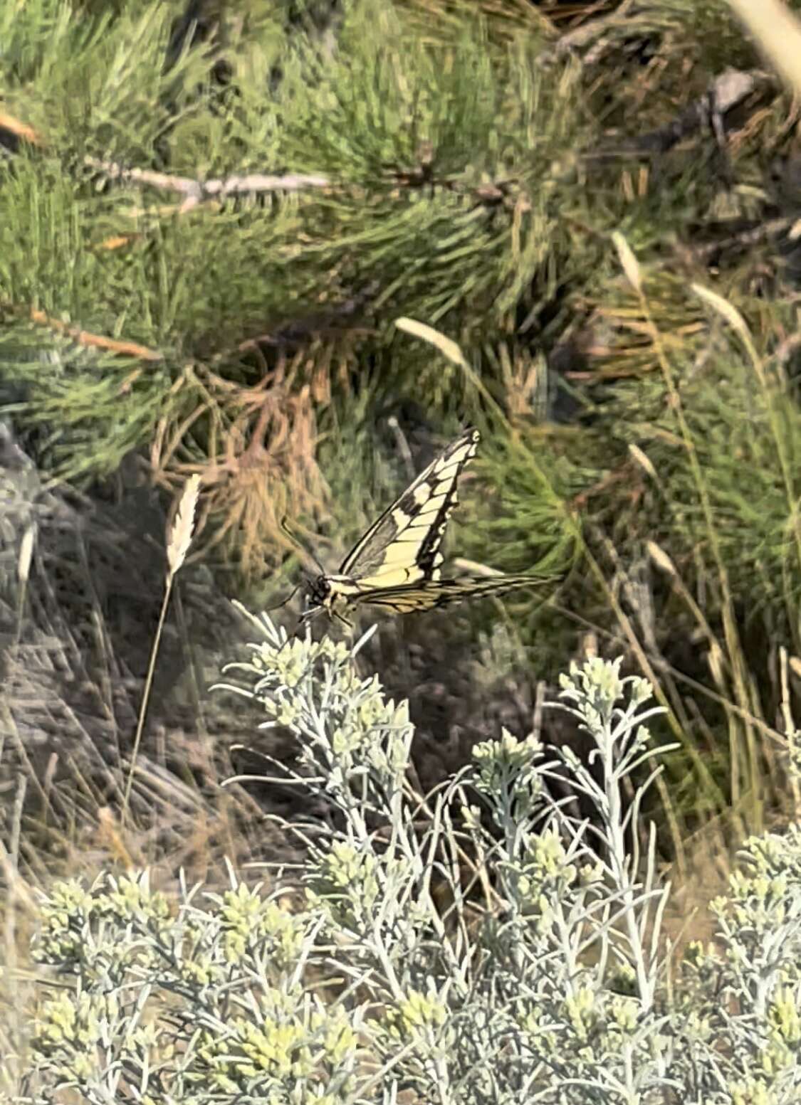 Image of Papilio machaon oregonia W. H. Edwards 1876