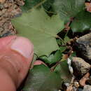 Image of Berberis pumila Greene