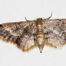 Image of Idaea violacea Hampson 1891