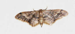 Image of Idaea violacea Hampson 1891