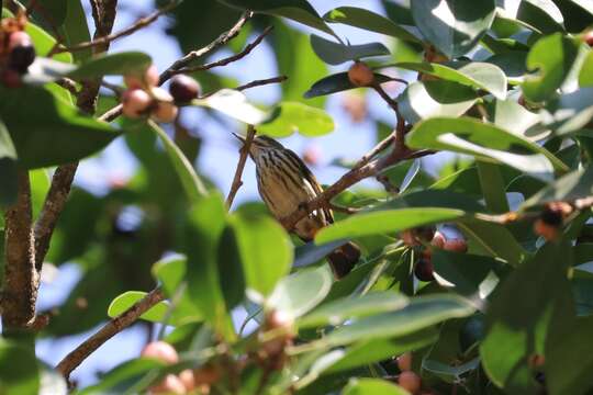 Image of Yellow-vented Flowerpecker