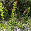 Image of Ballerina Orchid