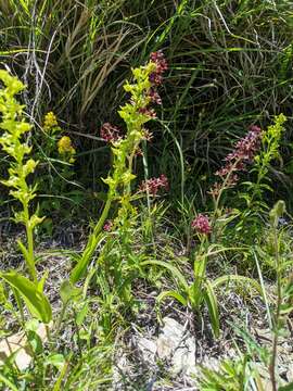 Слика од Platanthera mandarinorum Rchb. fil.