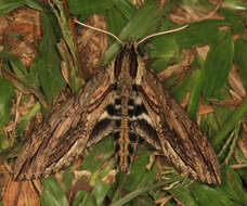 Image of Lintneria merops (Boisduval 1870)