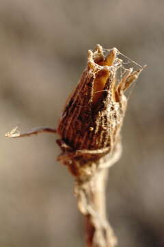 Image of Silene subconica Friv.