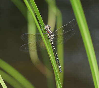 Image of Eusynthemis brevistyla (Selys 1871)