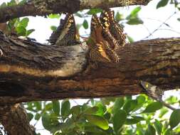 Image of Charaxes castor flavifasciatus Butler 1895