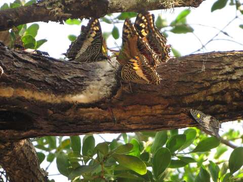 Imagem de Charaxes castor flavifasciatus Butler 1895