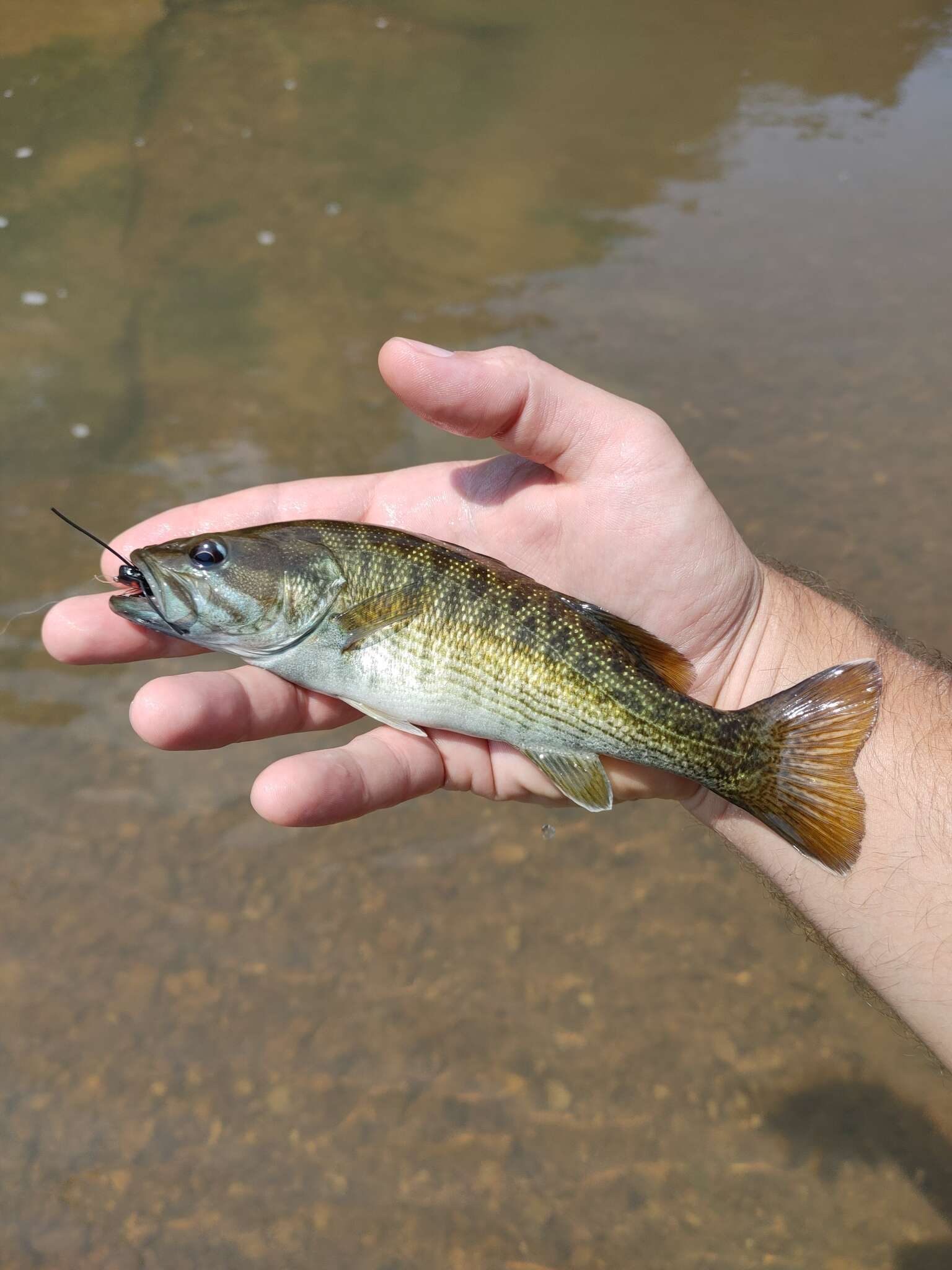 Image of Cahaba bass