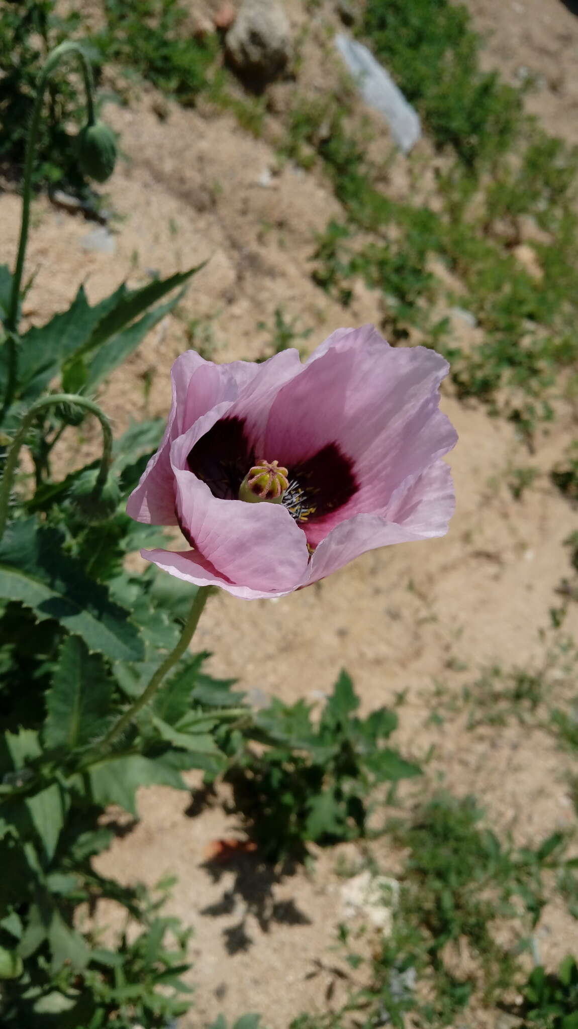 Image of opium poppy