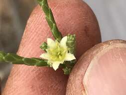 Image of Diosma ramosissima Bartl. & Wendl. fil.