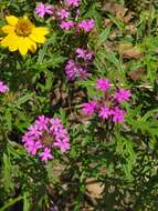 Image of Chiricahua Mountain mock vervain