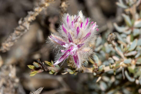 Image de Ptilotus whitei (J. M. Black) Lally