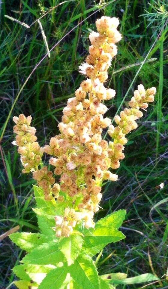 Image de Pterocaulon polystachyum DC.