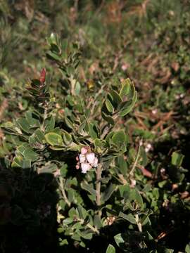 Image of Little Sur manzanita