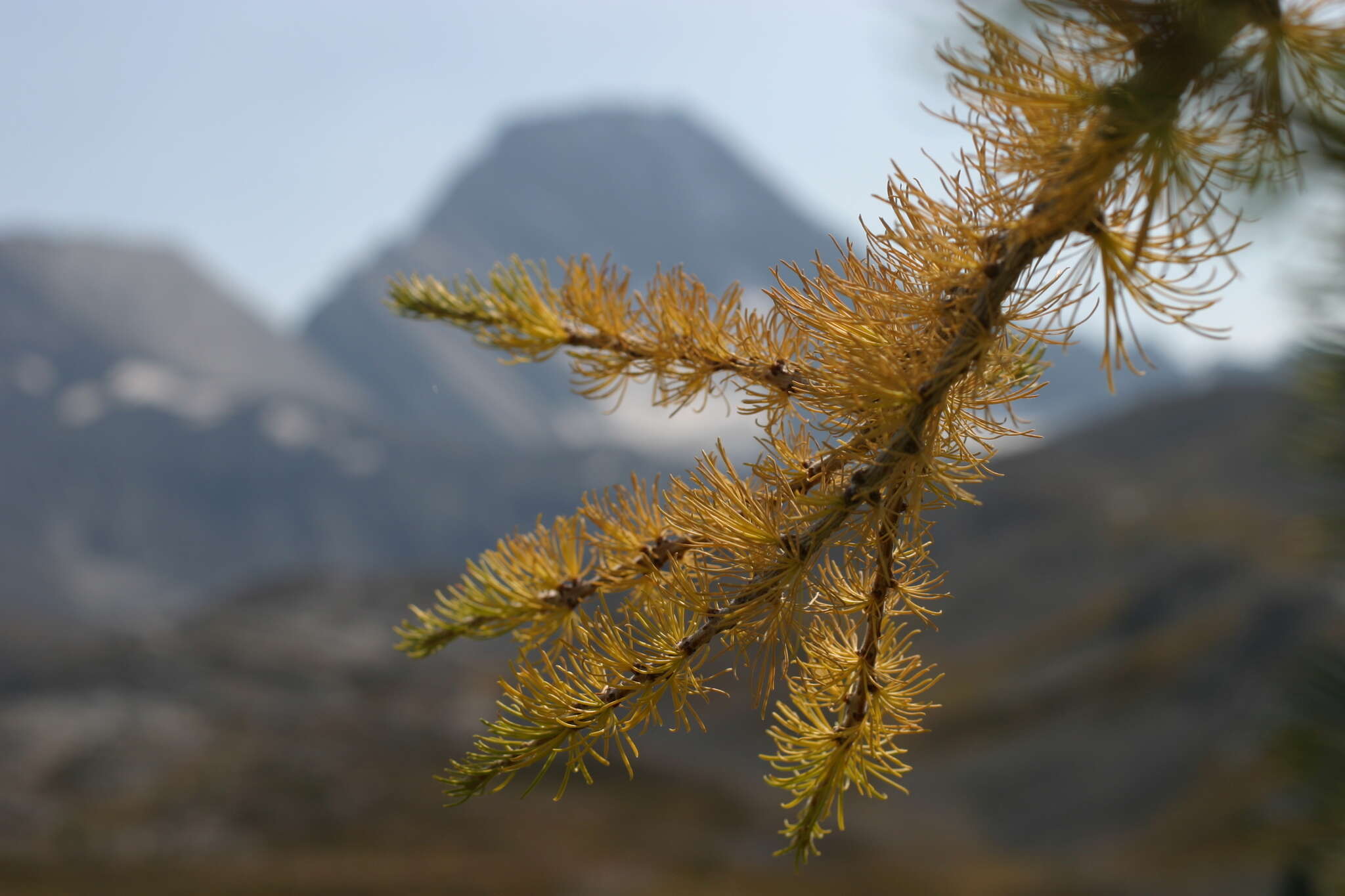 Image of Alpine Larch