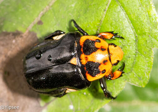 Image de Campsiura (Eucampsiura) nigripennis (Schaum 1841)