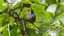 Image of Formosan Yuhina