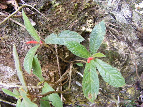 Image of Gesneria acaulis L.