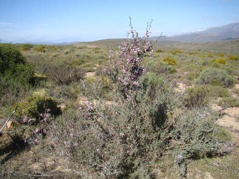 Imagem de Anisodontea fruticosa (Bergius) D. M. Bates