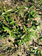 Image of Bonpland's croton