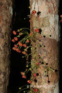 Image of Wielandia platyrachis (Baill.) Petra Hoffm. & McPherson