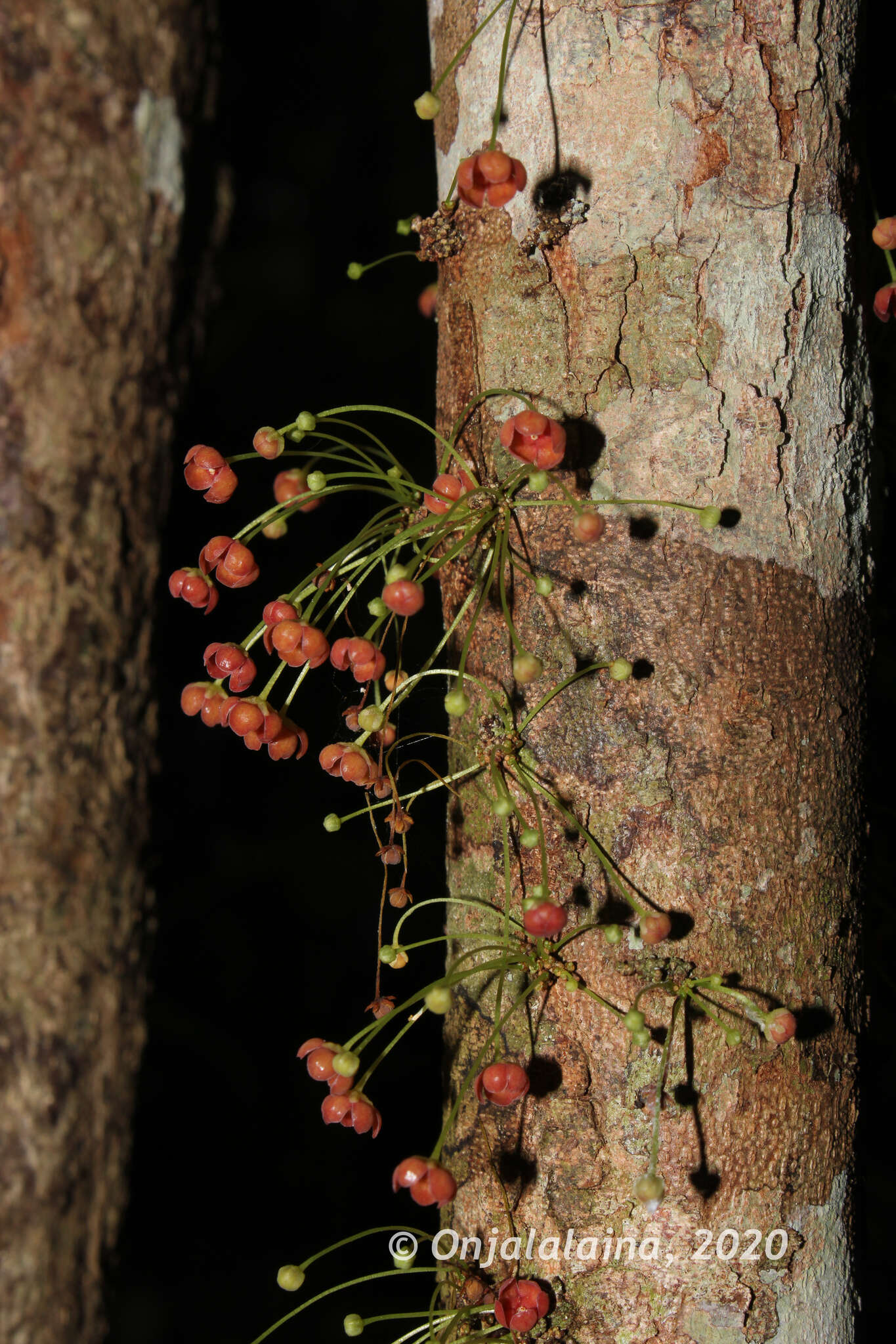 Image of Wielandia platyrachis (Baill.) Petra Hoffm. & McPherson