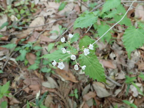 Image de Viburnum phlebotrichum Sieb. & Zucc.