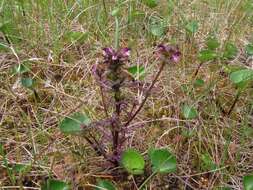 Image of Small-Flower Lousewort