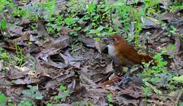 Image of White-bellied Antpitta