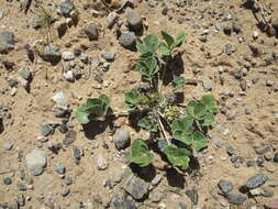 Image of beaver Indian breadroot