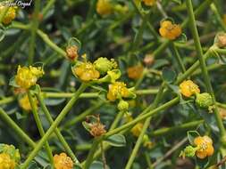 Image of Euphorbia erinacea Boiss. & Kotschy