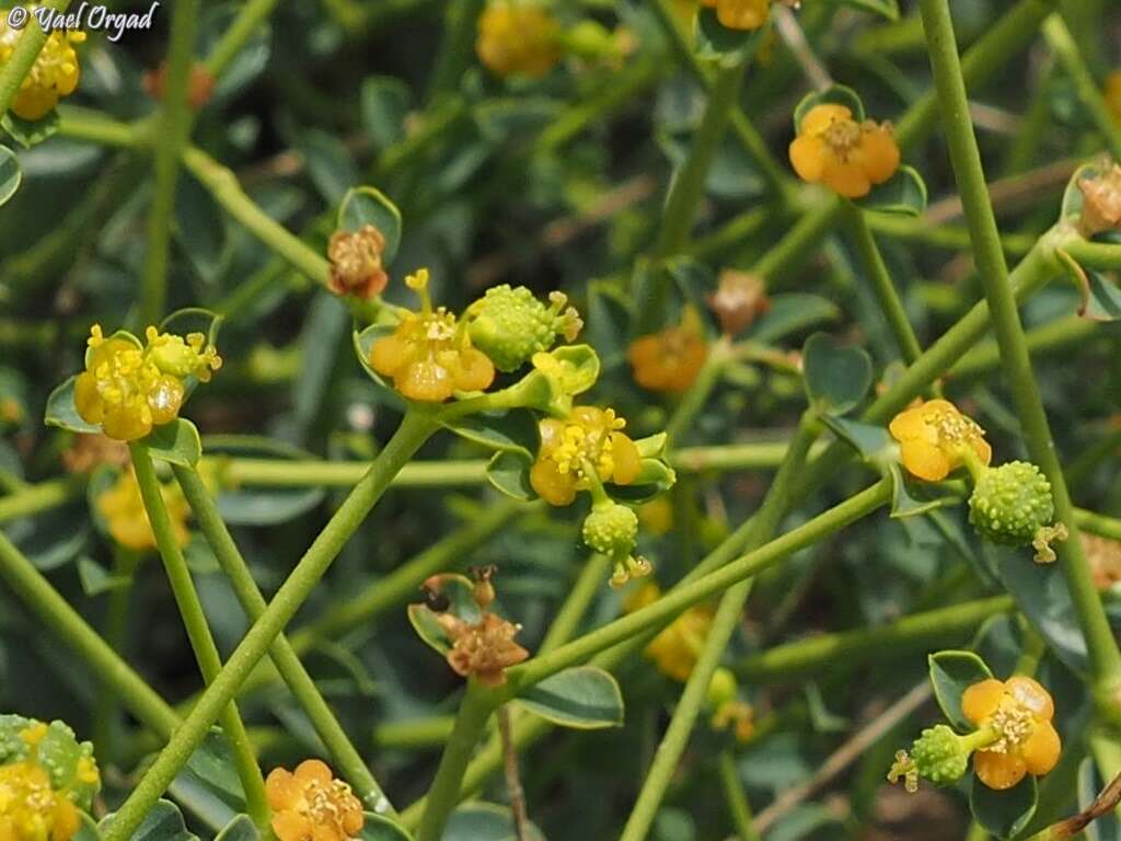 Image of Euphorbia erinacea Boiss. & Kotschy